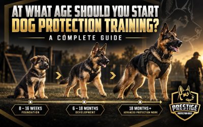 At What Age Should You Start Dog Protection Training? A Complete Guide
